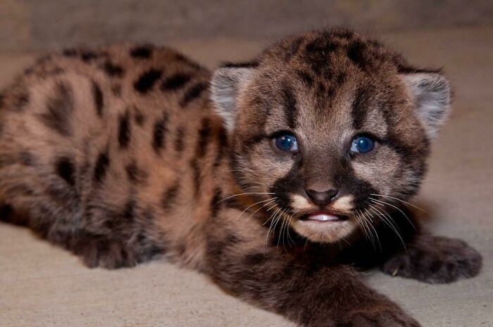 Oregon Zoo Mountain Lion Delivers First Cub