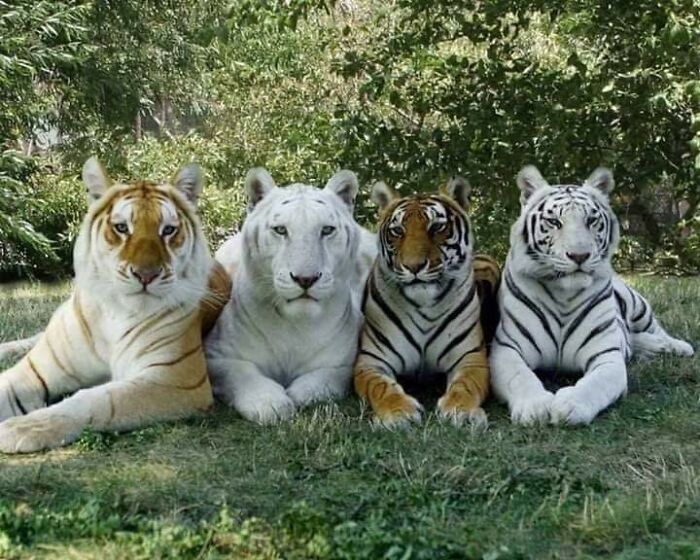 A Streak Of Tigers