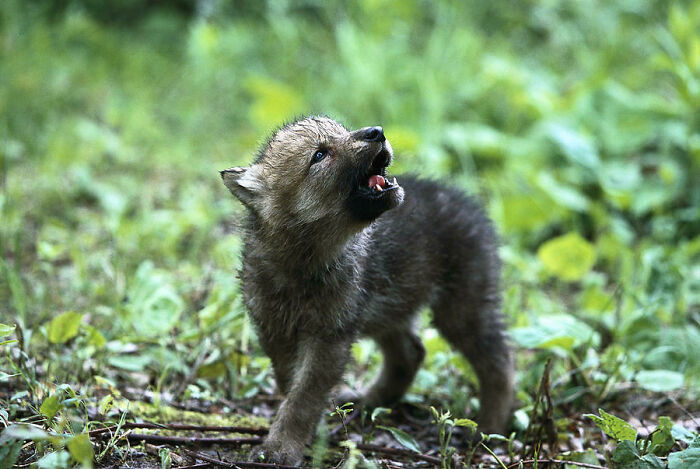 Practising His Howl