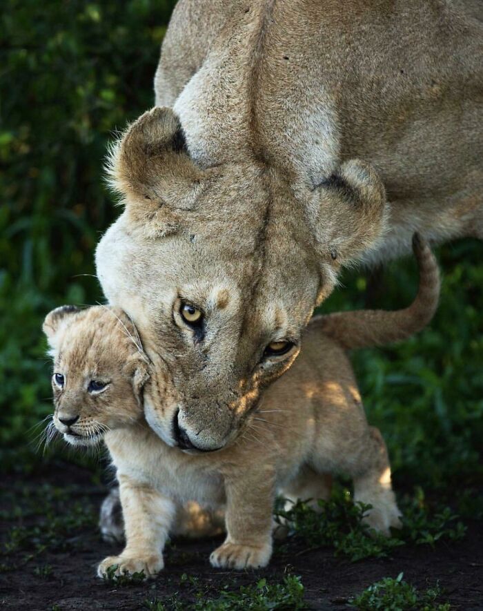 Lioness Wrangling Runaway Cub