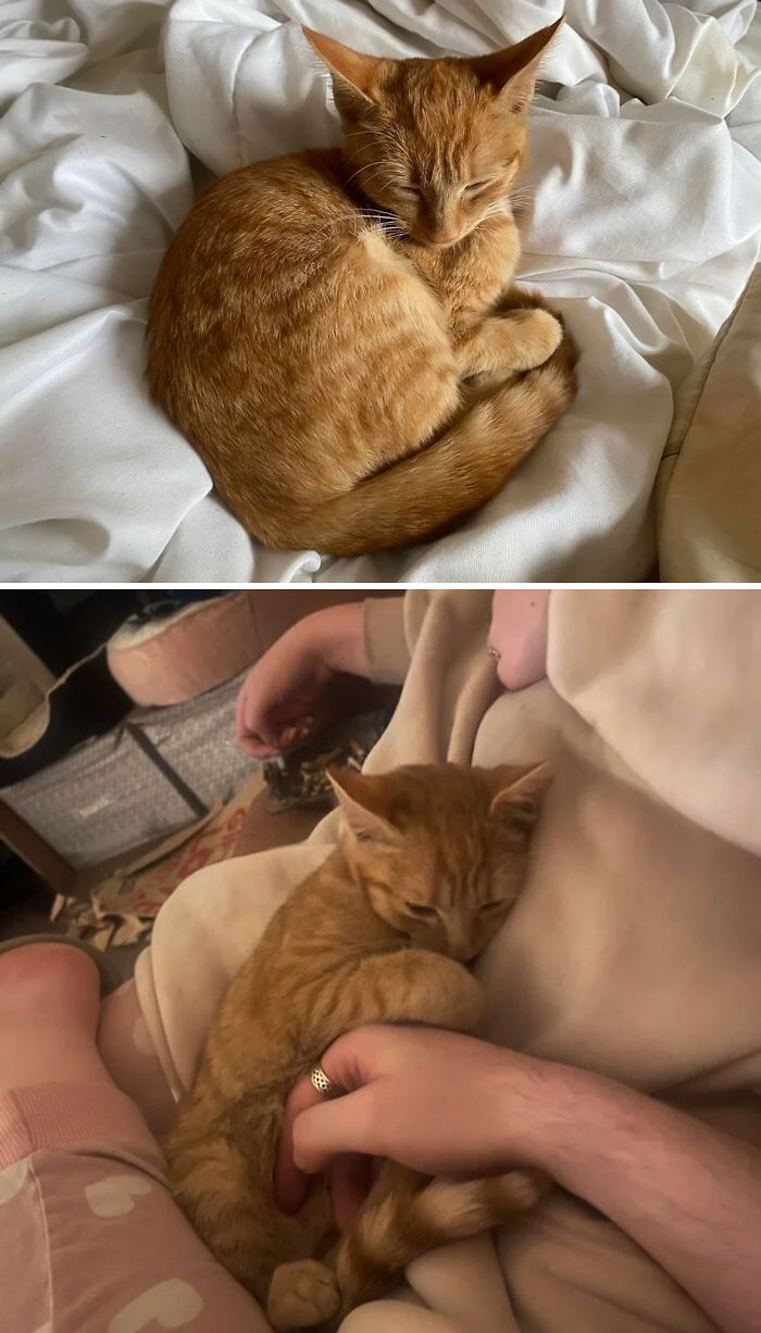 First Time Orange Owner Completely In Love With Our New Addition. Please Welcome Our Not So Originally Named: Honey