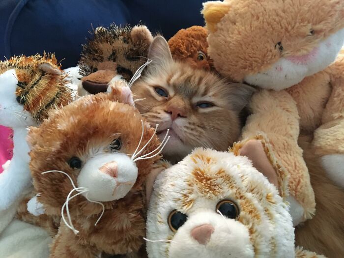 Collection Of Orange