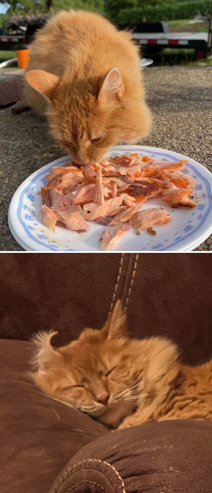 The Beast Had A Feast Then Off For A Nap