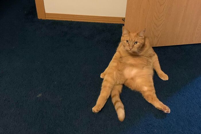 My Cat No Doubt Has Just One Brain Cell