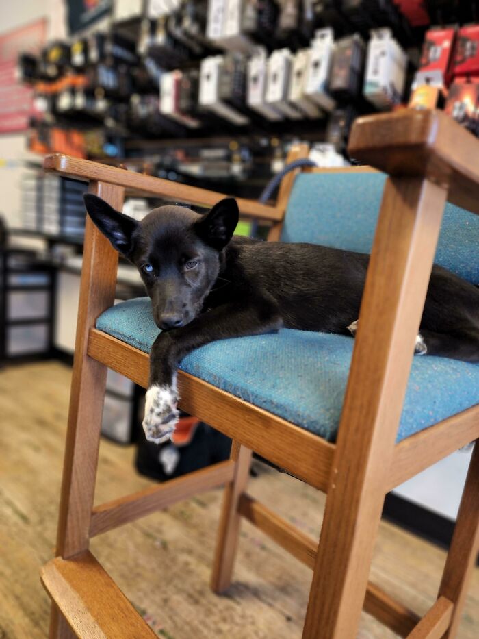 Adopted A New Best Friend To Take To Work With Me