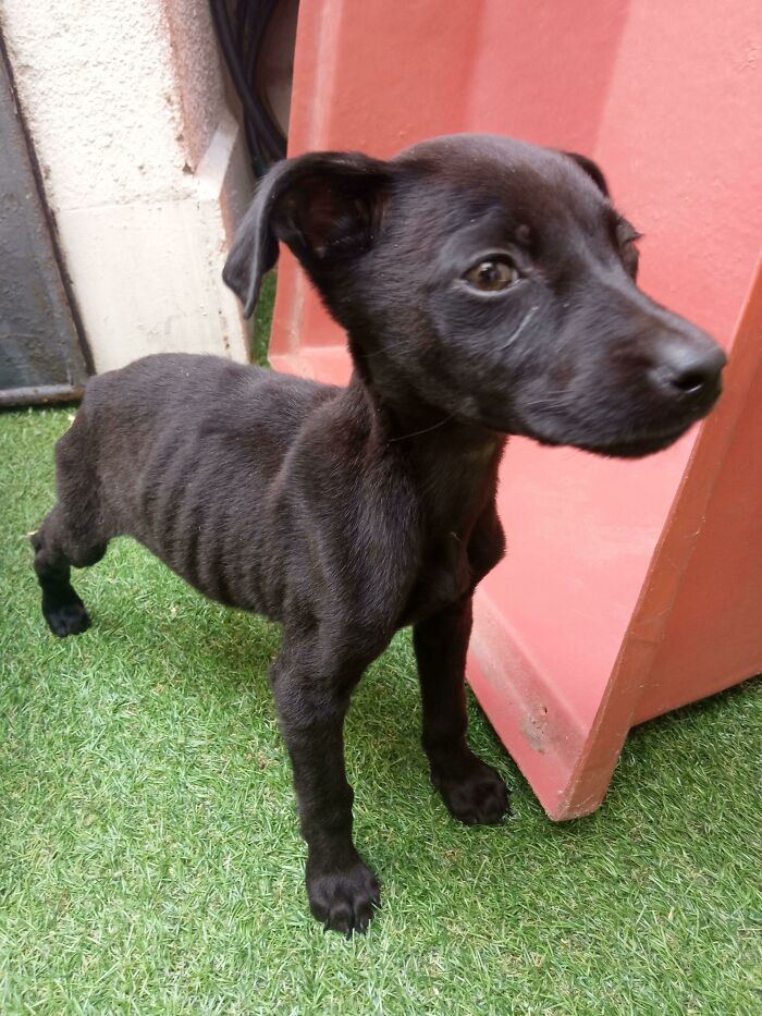 New Adoption! 2 Months Old Female Rescue. Her Name Is Marlena, In Honour Of Måneskin!