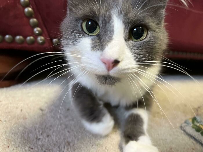 My Wife And I Adopted This Sweet Boy Yesterday After Finding Out His Previous Family Had To Give Him Up. I Was Somehow Lucky Enough To Be Able To Get A Picture Of Him Deciding To Come Out From Under The Couch For Pets (And Wet Food)