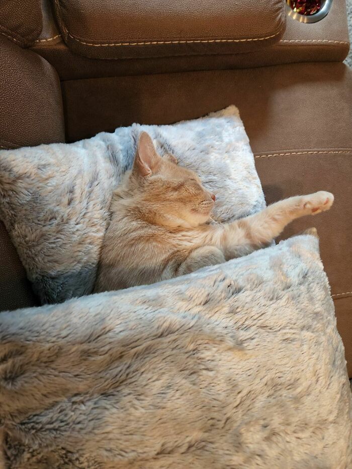 It's Official. Our Stray Boy Adopted Us And Will Live Happily Ever After, Tucked In His Home