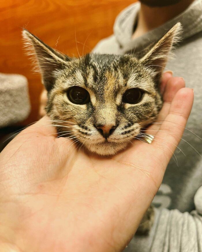 Adopted The Most Terrified Kitten In The Shelter And Happy To Report She’s No Longer Scared. Welcome Home Cleo 