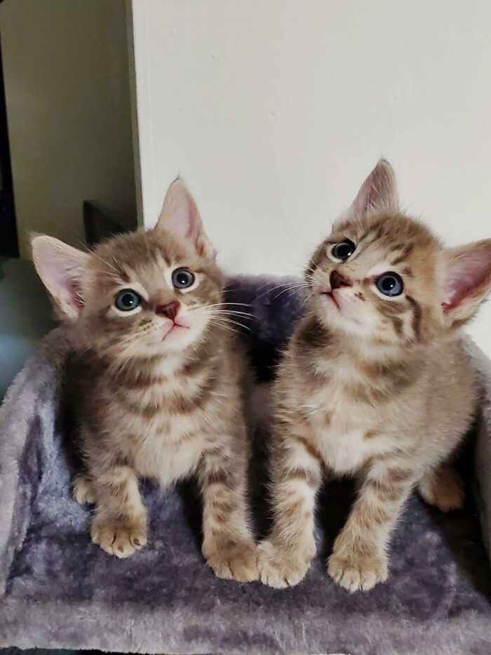 We Adopted These Guys Two Weeks Ago. Meet Turk And J.d