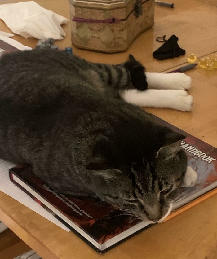 Acquired This Beefy Sic At A Free Adoption Event, Best Decision Ever! He’s Already A Tabletop Gamer…