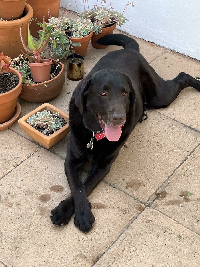 This Is Frank. We Adopted Him Today. He’s So Chill