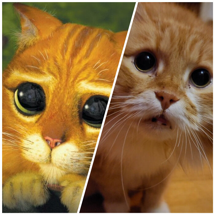 Pretty Sure I Adopted The Live Action Version Of Puss In Boots