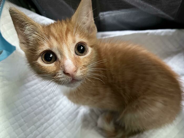 Just Adopted This Little Braincell - Meet Nala