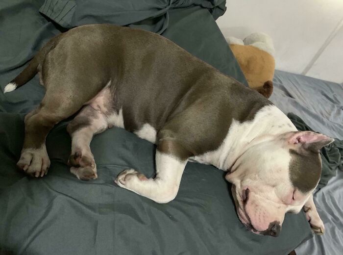 Adopted Baby Girl, The Neighbors Call Her A Pig Bull