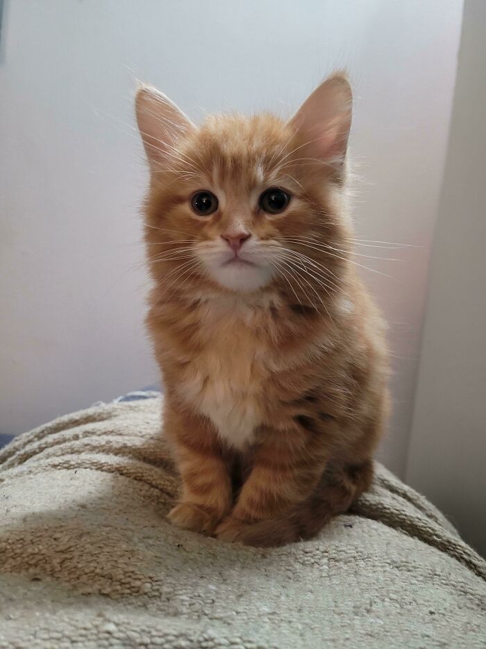 Just Adopted This Boy. His Name Is Milo!