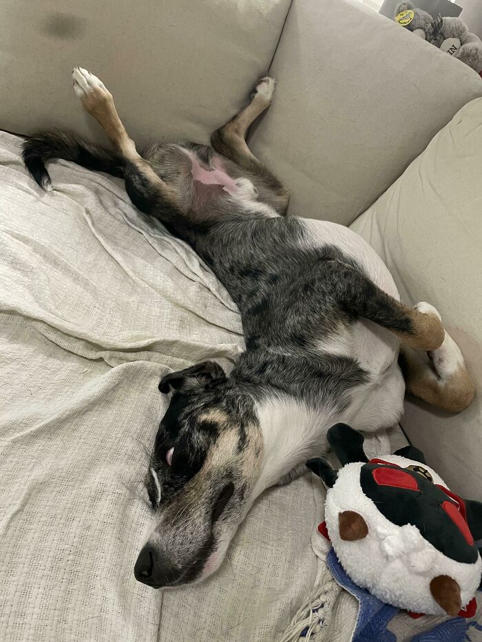 Day 7 Of Officially Adopting Him, He Sleeps Like This All The Time Now