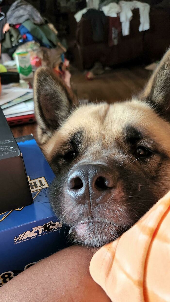 Just Adopted This Good Boy From A Shelter