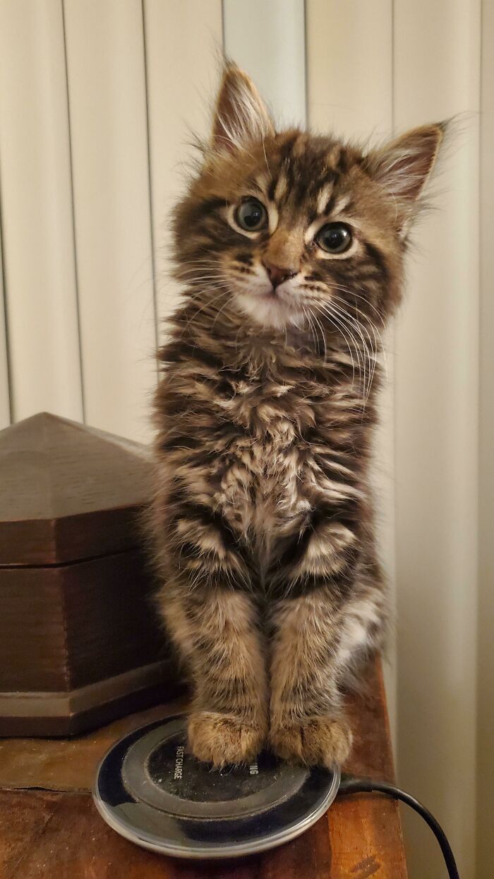 I Recently Adopted A Stray Kitten My Friend Rescued. I Think He's So Adorable. What Do You Guys Think? He's Currently Teething