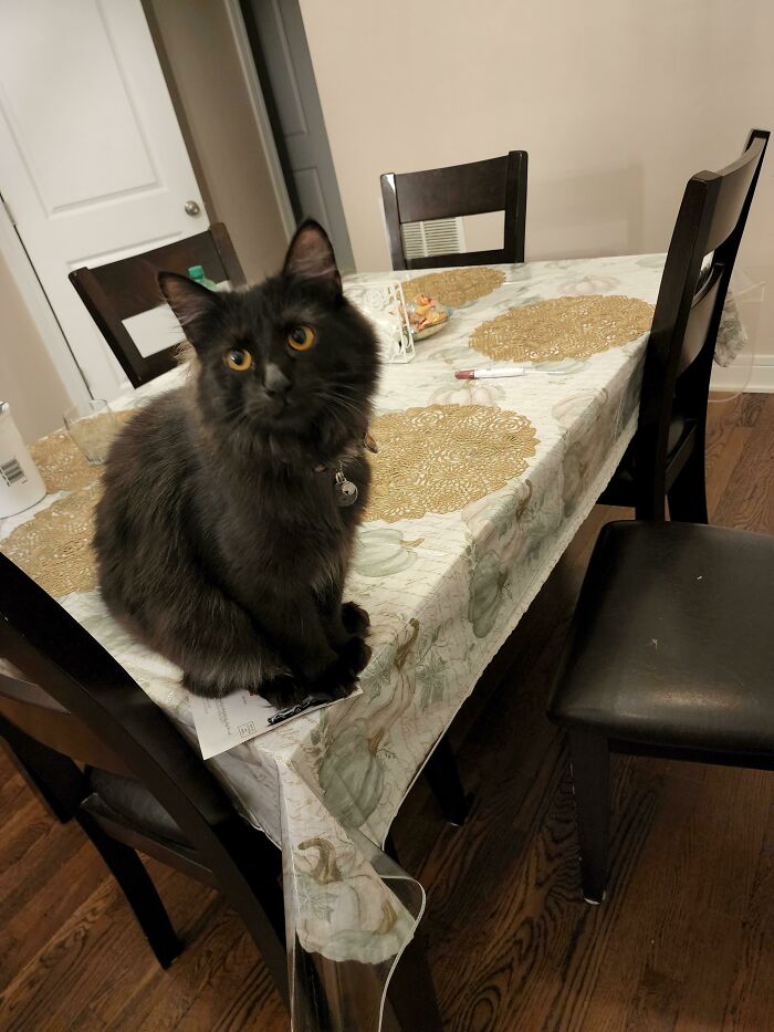 Apparently No One At The Shelter Wanted To Adopt This Beautiful Main Coon Because "Black Cats Bring Bad Luck". Meet Baba