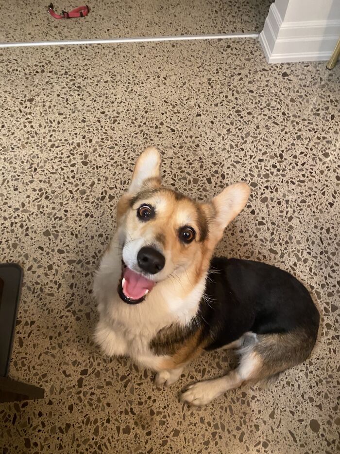 Just Adopted This Girl. Meet Maggie!!