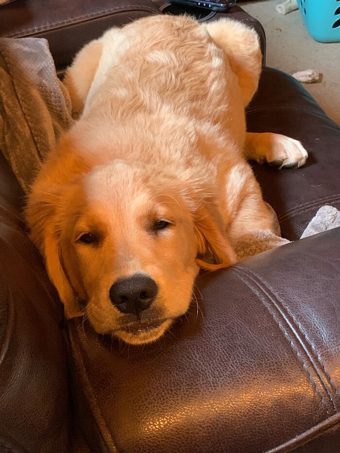 My Boss Just Adopted This Sweet Girl. They Said She’s Only 2.5 Months