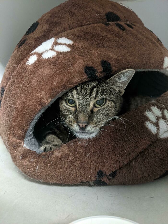 Three Legs, No Teeth, All Class. I Adopted This Mature Guy Today