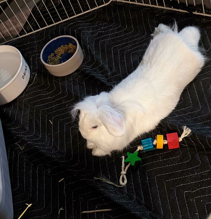 Adopted This Sweetie Today. It's Her First Day With Us