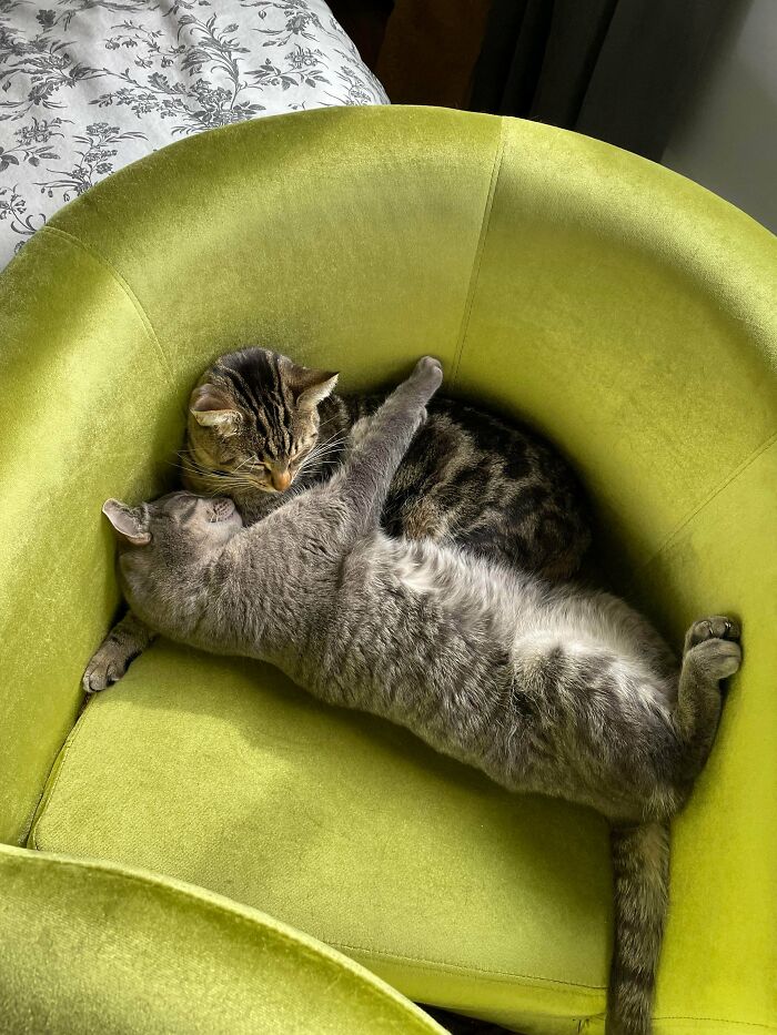 Bell & Bart (Ft. Their Two Siblings). Originally Adopted These Two With A Friend, But No Way I Could Split Up These Two Bonded Cuties!) They Really Love Each Other So Much