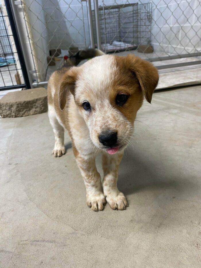 What Do You Do When You Have Two Blue Heeler Mixes? You Adopt A Red One. Meet Bernie, The Newest Addition To The Family
