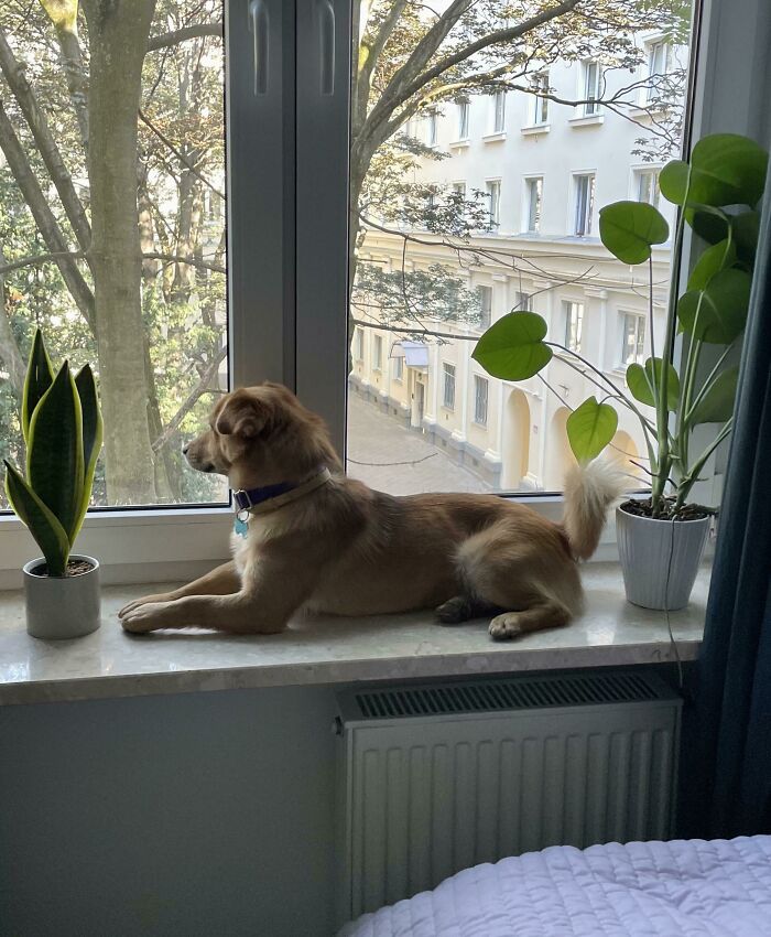 I Think I Adopted A Barking Cat