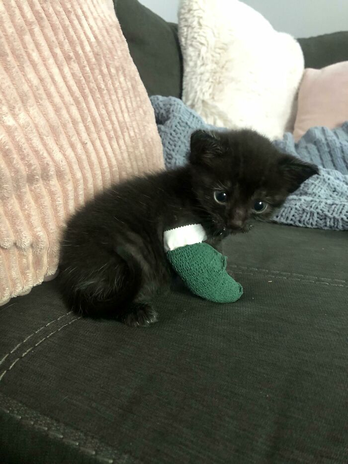 Spooky Season And We Rescued Our Black Kitty, Solo