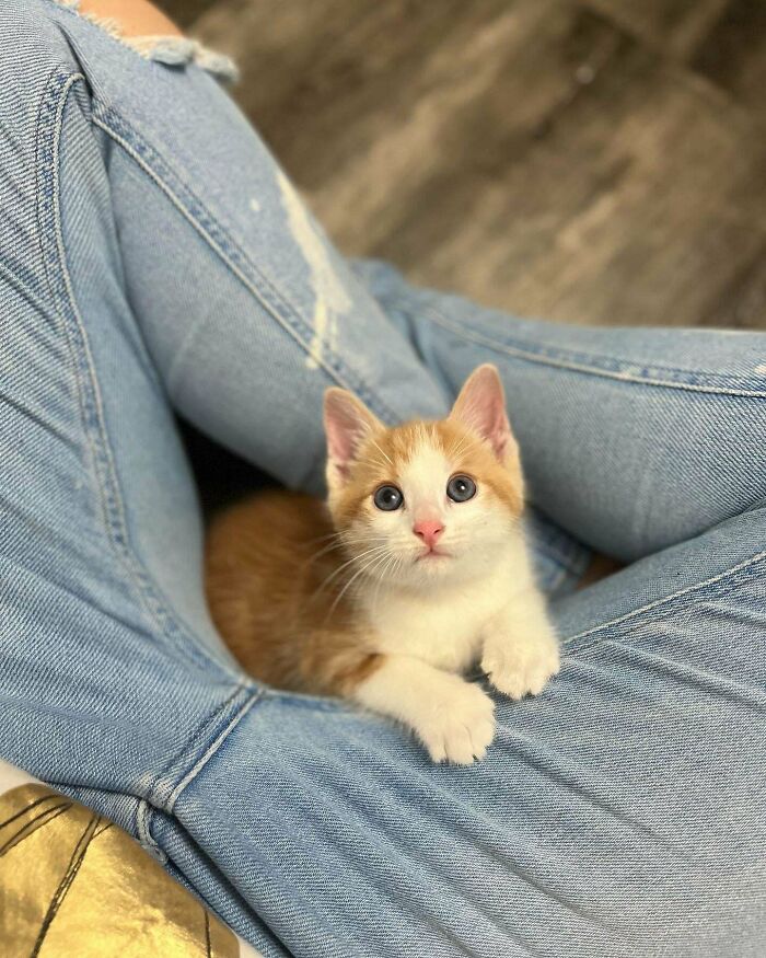 Today I Picked Up Autumn From A Rescue Organization, So I Can Foster Her Until She Finds Her Forever Home. She Was Surrendered By Her Owner For Being “Too Clingy.” Their Loss Is Someone Else’s Wonderful Gain!