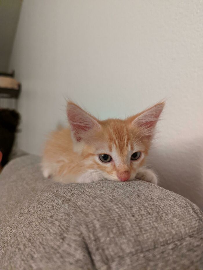 Rescued This Baby Off The 99 Ramp. He Plays Hard Like A Crackhead, And Totally Misses 100% Of The Shots He Takes... Reddit, Meet Nine!