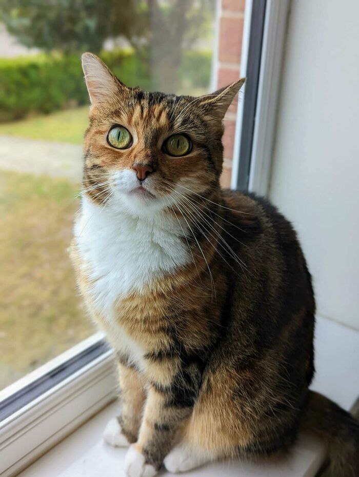 My Son Just Rescued This Gorgeous Girl Called Honey