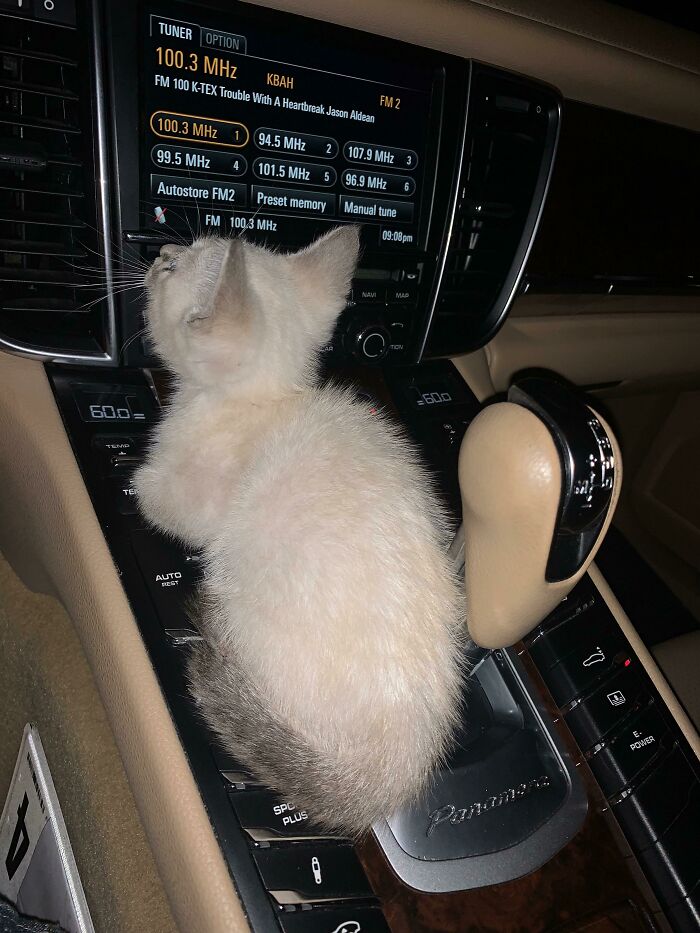 Had To Rescue From Parking Lot… Abandoned, Alone, Scared And Tiny…