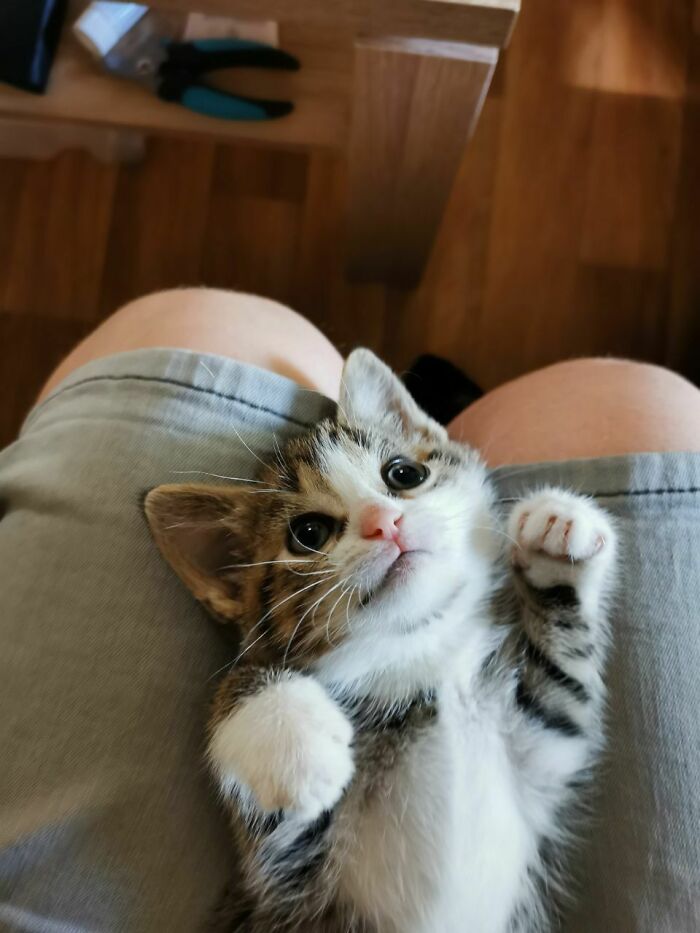 We Rescued A Kitten About 2 Weeks Ago. Her Name Is Mira