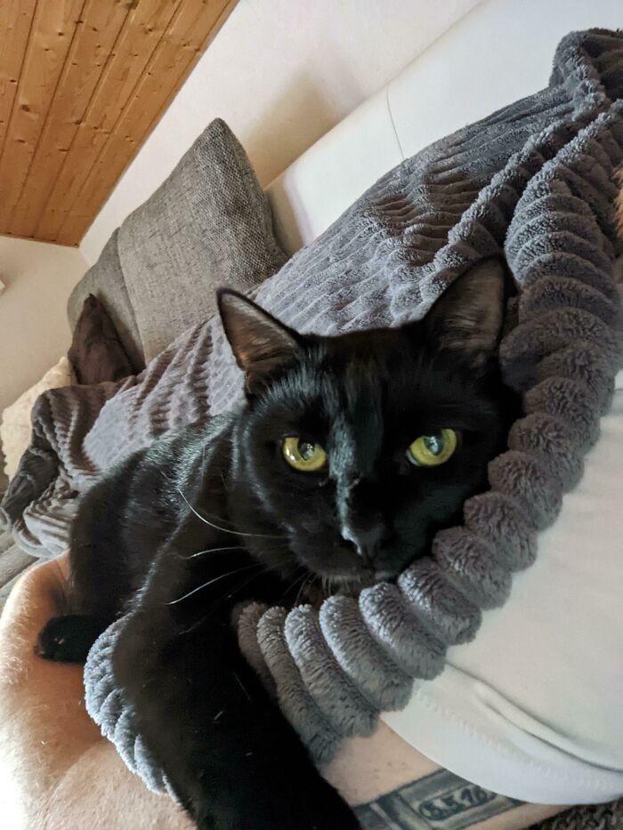 Rescued Void From Poor Conditions. Trusted No One. Now Forever In Love