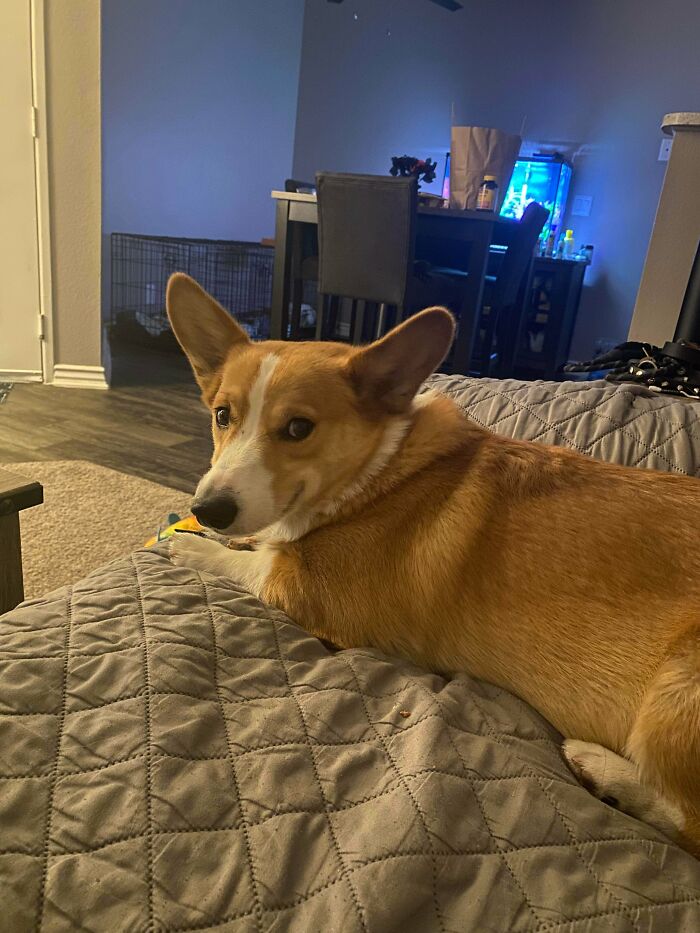 Rescued My Dream Dog, A Corgi. He Lived In A Garage Almost All Day For 2 Years And Has 0 Socialization. There’s No Trust From Him Yet, And He Has Fear Bitten Both Me And My Boyfriend. We Are Hoping He Comes Around Soon, He Is Trying To Open Up But Is Unsure