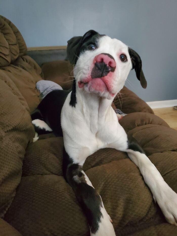 All In My Life I Have Been Dying To Rescue My First Pitbull! He Is Such A Sweet And Loving Boy. Meet Gilly And His Pink Snoot!