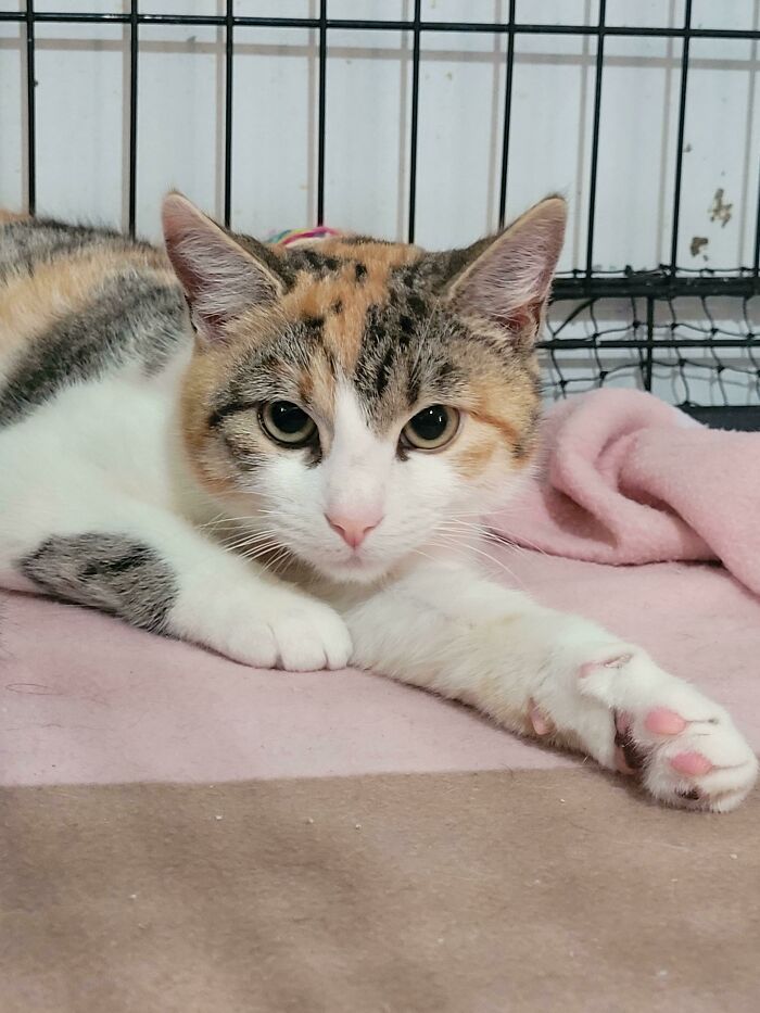 The Best Thing You Can Do To Honour The Lost Life Of A Past Rescue, Is To Rescue Another In Need. Please Say Hi To Kirby