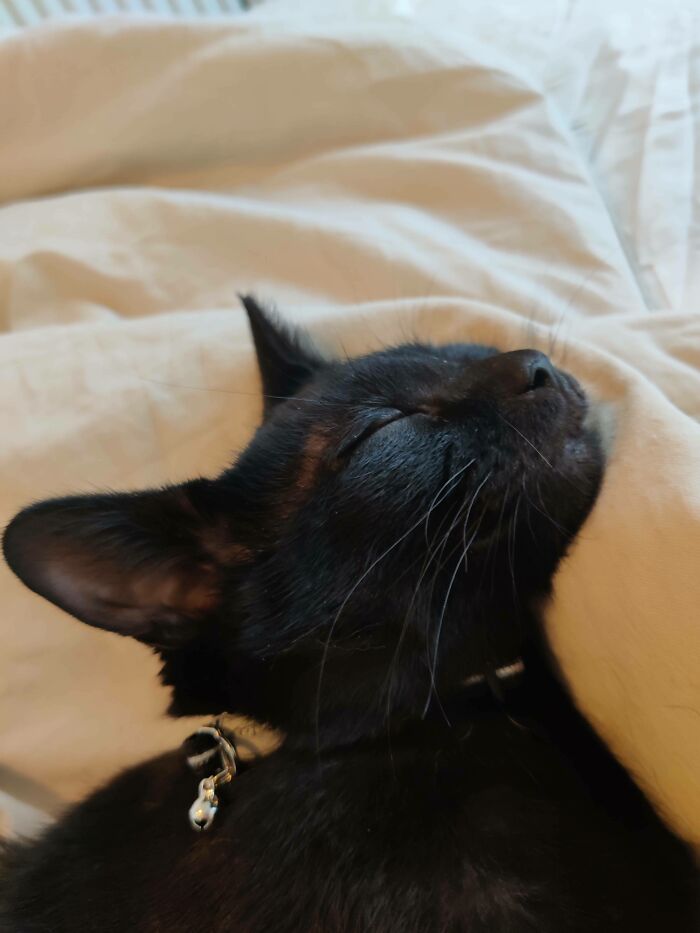 I've Wanted A Cat My Whole Life. Rescued Him From An Abusive Home Environment, This Is Bagheera!