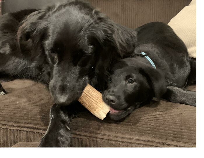 After Losing Her Adopted Brother Back In May, She Was So Lost And Sad. So We Rescued Her A New Baby Brother. I Think She Likes Him