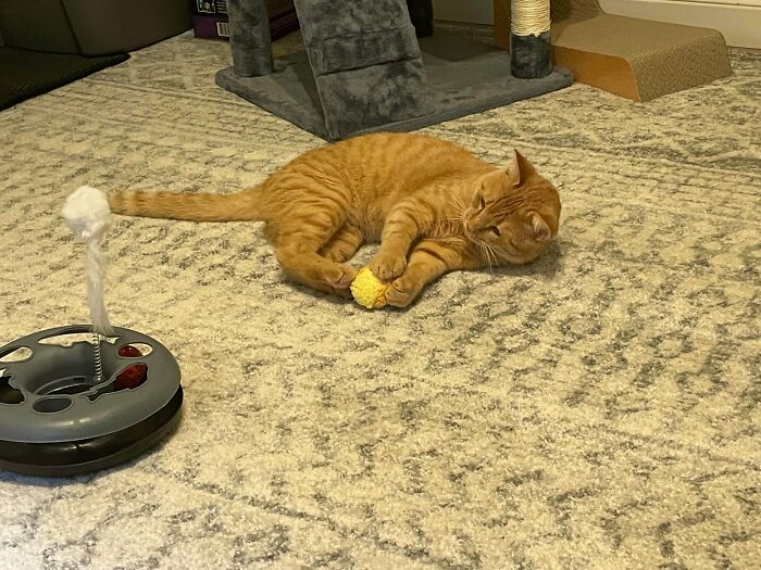 Just Rescued This Orange Boy