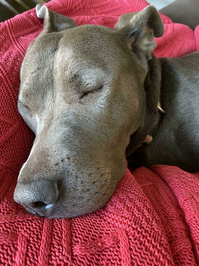 Brought Her Home Yesterday From The Shelter