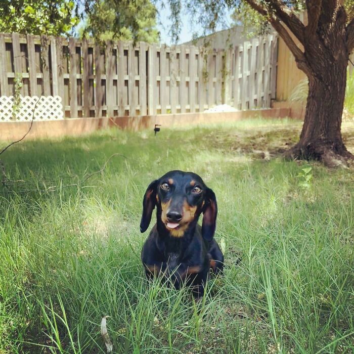 Rescued This Little Man From A Bad Home. Even Missing A Chunk Of His Ear He’s Still So Handsome