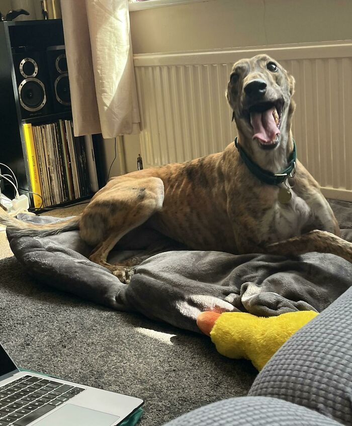 One Happy Rescue, Butter Has Only Been Home Two Hours!