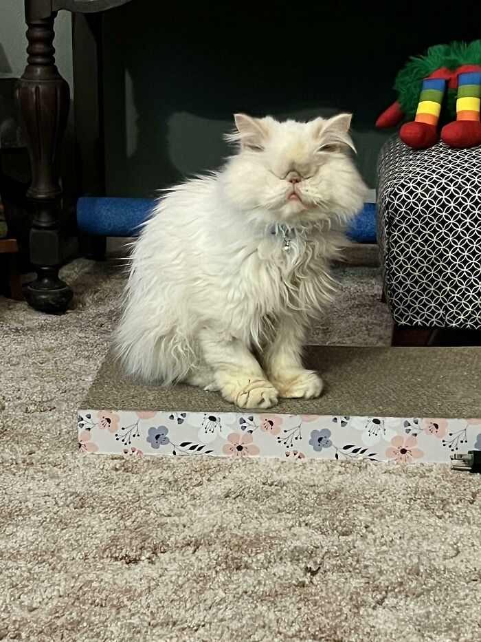 Meet Lola. We Adopted Her Last Week. She Was Rescued From The Kuwait Friday Market, Is Blind,and Is The Happiest Baby Ever