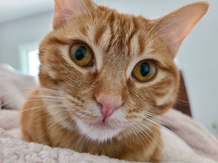 My First Orange Cat! Rescued From An Abandoned House With Two Other Kittens. Her Eyes Are Even Orange!!!