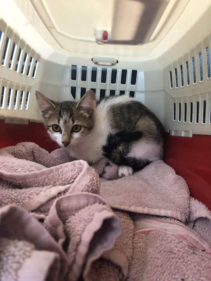 I Rescued This Baby From An Alley In Baltimore City